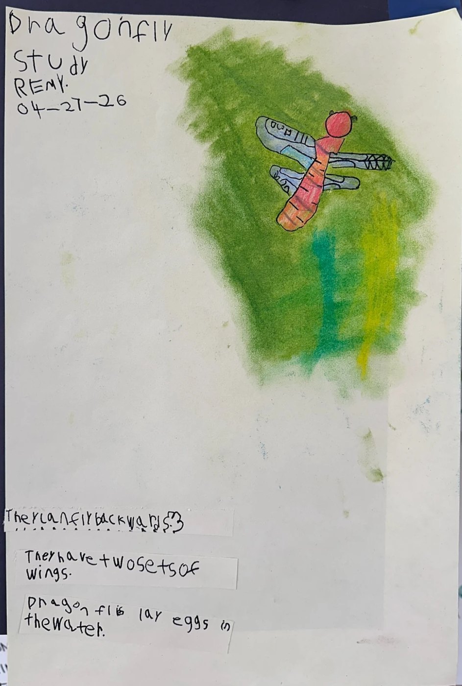 A student's dragonfly study: a crayon drawing of a dragonfly over a green field, with facts written underneath — they can fly backwards, they have two sets of wings, dragonflies lay eggs in the water